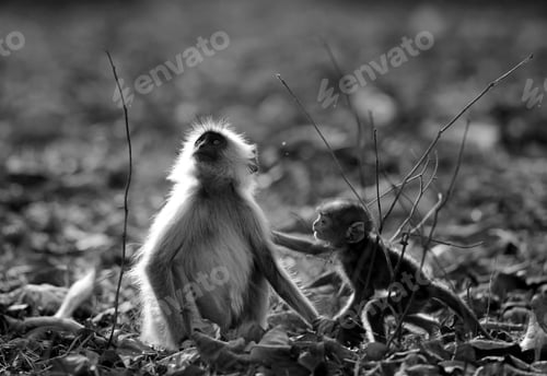 Preview: Gray Langur With Baby
