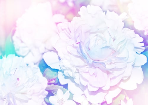 Preview: Floral Background. Spring Landscape. Beautiful Blooming Spring Flowers Peonies.