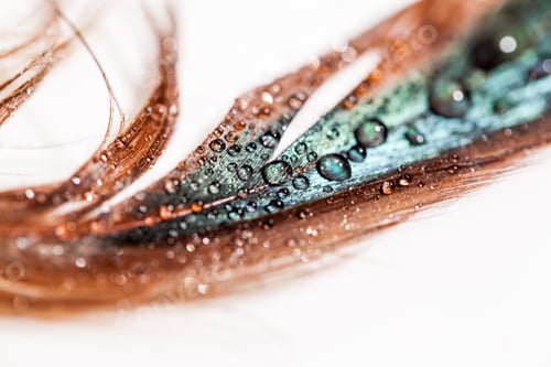 Preview: Abstract Composition With Colorful Hen Feather With Water Drops