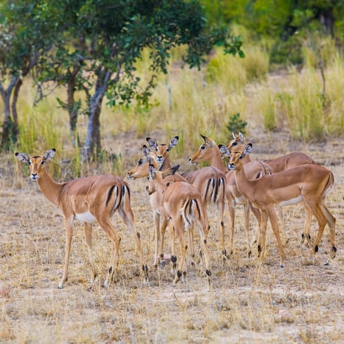 Preview: Impala Antelopes In The Kruger National Park, South Africa