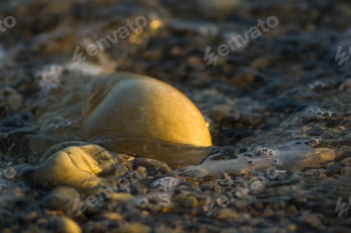 Preview: Pebble Stones On The Sea Beach, The Rolling Waves Of The Sea With Foam