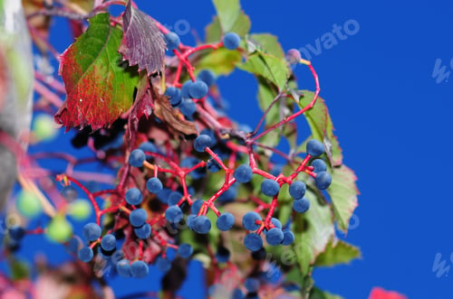 Preview: Virginia Creeper (Parthenocissus Quinquefolia) With Berries