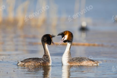 Preview: Couple Birds. Blue Water Background. Bird: Great Crested Grebe. Podiceps Cristatus.