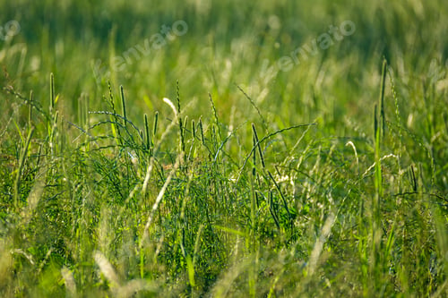 Preview: Summer Meadow Grass And Weed Texture. Abstract Green Foliage Blur Background With Shallow Depth Of