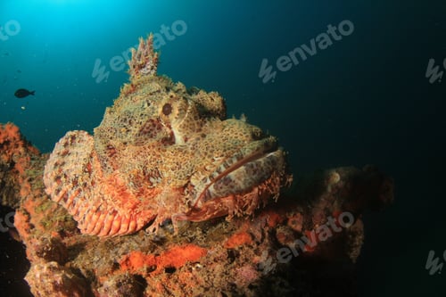Preview: Scorpionfish Stonefish Fish