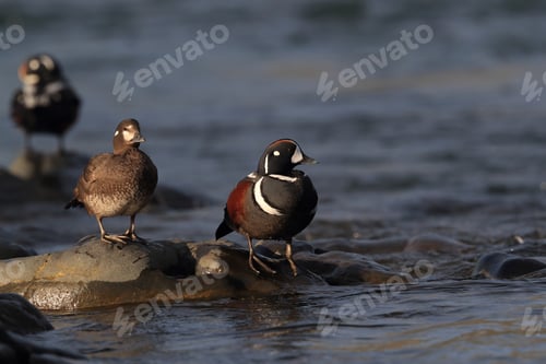 Preview: Harlequin Duck Iceland