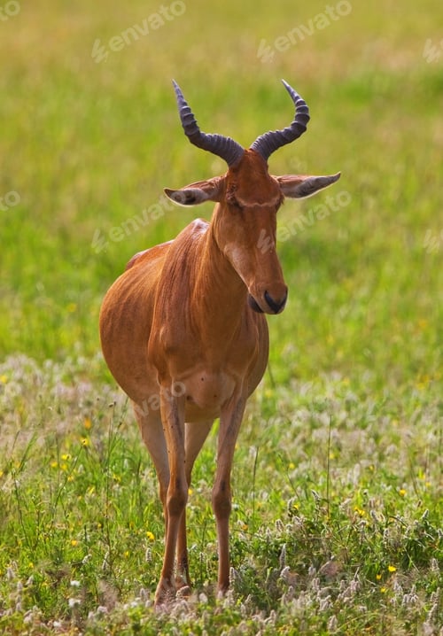 Preview: Hartebeest Antelope In The Serengeti National Park, Tanzania