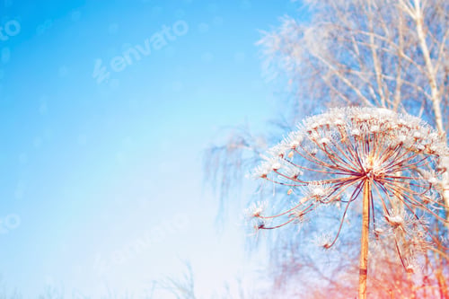 Preview: Hogweed. Blurred Frozen Grass. Winter Abstract Background. Landscape. Outdoor