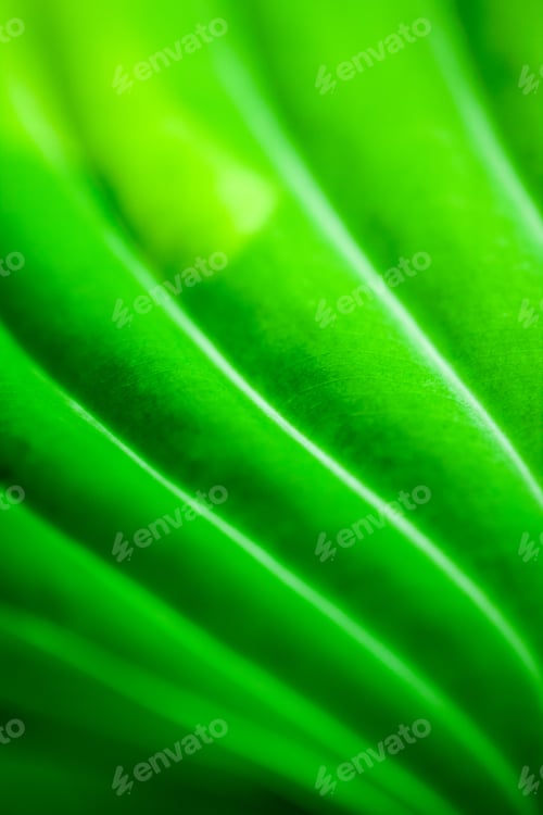 Preview: Green, Abstract Composition With Leaf Texture And Soft Focus