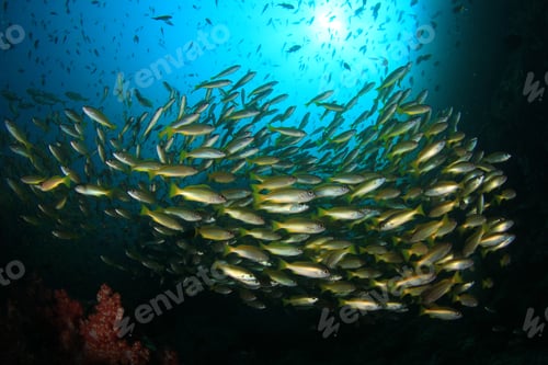 Preview: School Yellow Fish: Bigeye Snappers