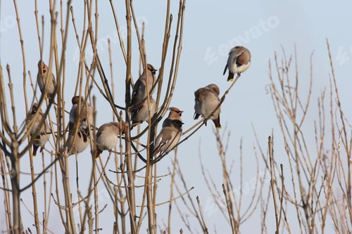 Preview: Bohemian Waxwing (Bombycilla Garrulus) Germany
