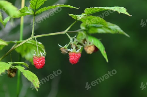 Preview: Ripening Raspberries On Bokeh Green Background