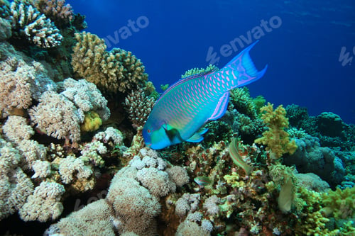 Vista previa: Red Sea Steephead Parrotfish (Chlorurus Gibbus)