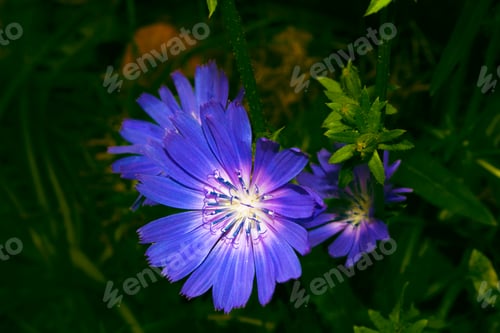Preview: Bright Flowers Of Chicory On The Background Of The Summer Landscape. (Cichorium Intybus)