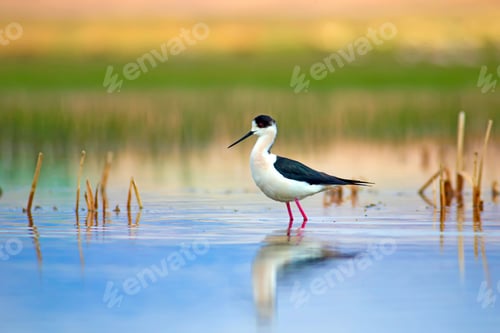 Preview: Cute Long Legged Bird. Colorful Nature Background.