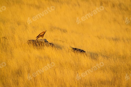 Preview: Hawk And Yellow Dry Grass Background. Nature Art Photography.
