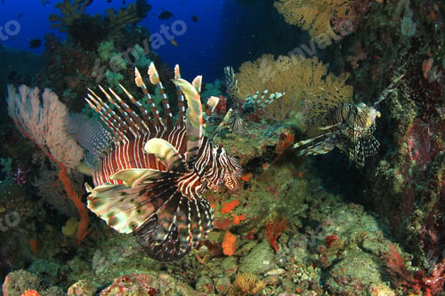 Preview: Lionfish