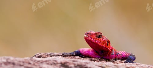 Visualização: Red-Headed Rock Agama, Maasai Mara National Park, Kenya