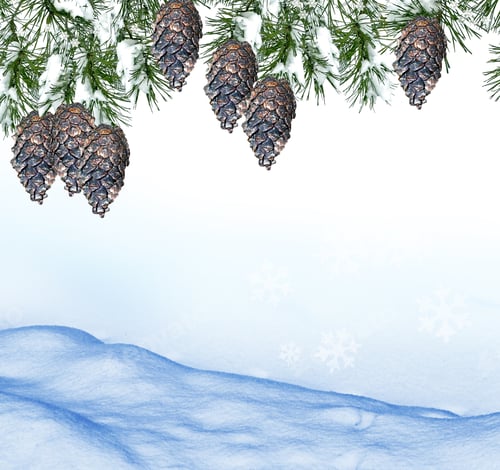 Visualização: Floresta na geada. Paisagem de inverno. Árvores cobertas de neve