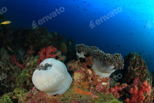 Preview: Tropical Fish On Coral Reef Underwater In Ocean
