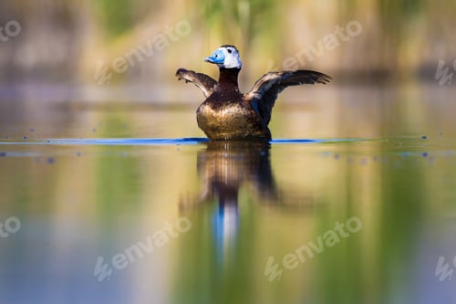 Preview: Swimming Cute Duck. Colorful Nature Background. Bird: White Headed Duck. Oxyura Leucocephala.