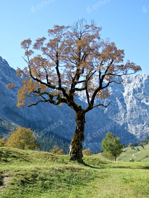 Preview: Golden October Landscape At Famous Ahornboden Valley With View To Karwendel Mountains, Austria