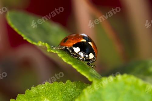 Preview: Cute Red Ladybird. Green Red Nature Background. Macro Photography.