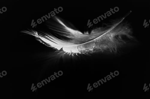 Preview: Hen Feather With Black Background