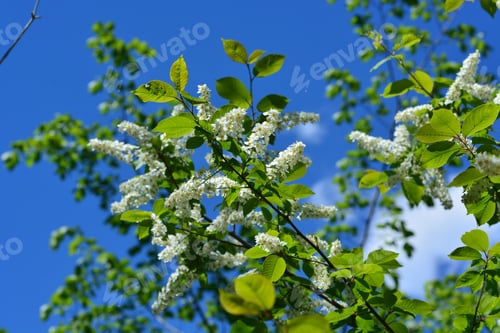 Preview: Prunus Padus (European Bird Cherry)