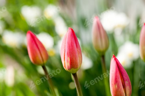 Preview: Group Of Red Tulips With Natural Background