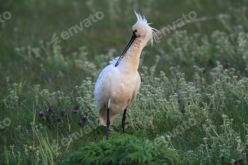 Preview: Eurasian Or Common Spoonbill In Nature Island Texel,Holland