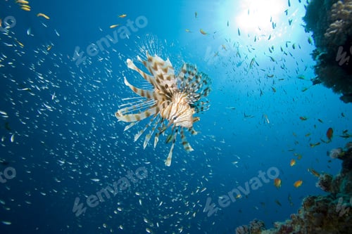 Preview: Lionfish Hunting With Sun In Background
