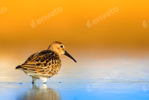 Preview: Cute Water Bird. Yellow Blue Nature Background.