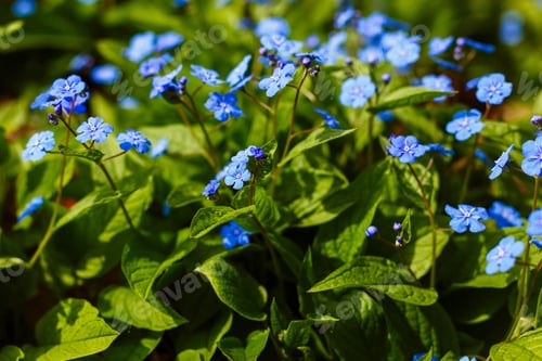Preview: Navelwort Or Omphalodes Linifolia Blue Flowers In Spring Garden. Opmhalodes Vesna Moench Variety