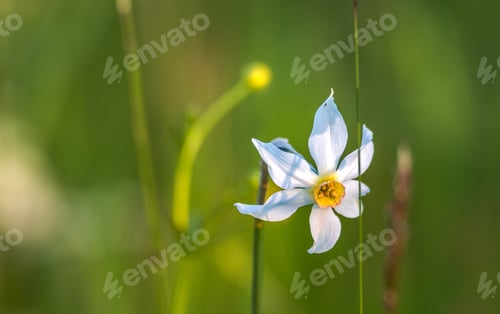 Preview: Daffodils In The Spring