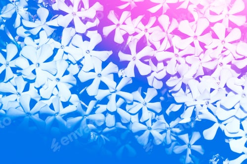 Preview: Colorful Phloxes Flowers. Blurred Natural Floral Background.