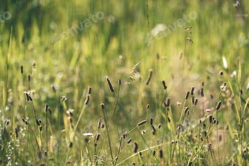 Preview: Spring Flowers On Green Background With Shallow Depth Of Field - Vintage Pastel Color Effect