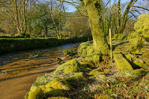 Preview: The River Fowey And Its Moss Covered Rocks And Banks Looking Upstream In Early Spring As It Flows