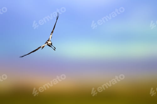 Preview: Flying Wild Bird. Bird Of Prey. Western Marsh Harrier. Blue Sky Background.