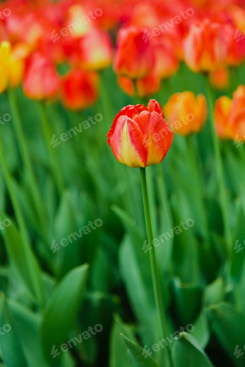 Preview: Blooming Tulips In The Garden. Growing Of Bulbous Plants. Varieties Of Dutch Tulip Breeding Is