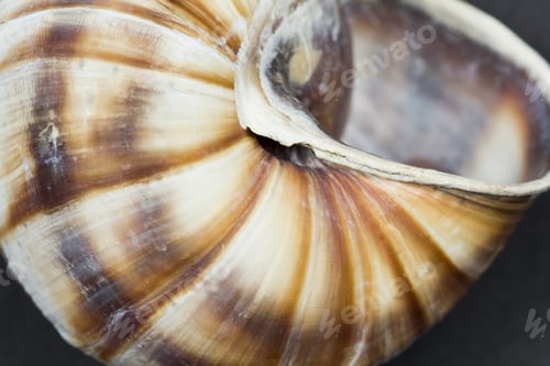 Preview: Orchard Snail (Helix Pomatia) - Shell With Dark Background