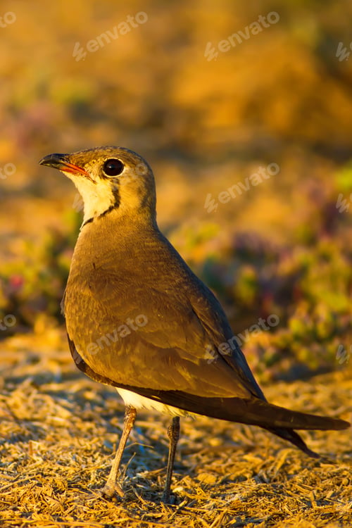 Preview: Bird And Yellow Dry Nature Background. Collared Pratincole / Glareola Pratincola