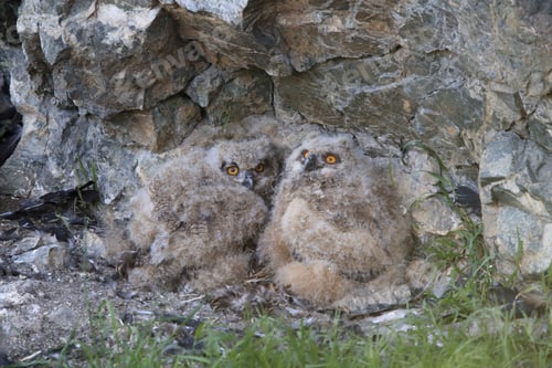 Preview: Young Eagle Owl, Saxony, Germany