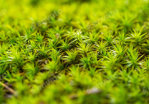 Preview: Close Up Of Green Forest Moss, Background Of Small Plants.