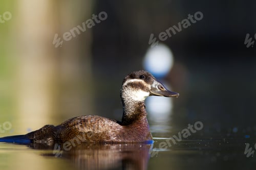 Preview: Swimming Duck. Colorful Nature Background. Bird: White Headed Duck. Oxyura Leucocephala.