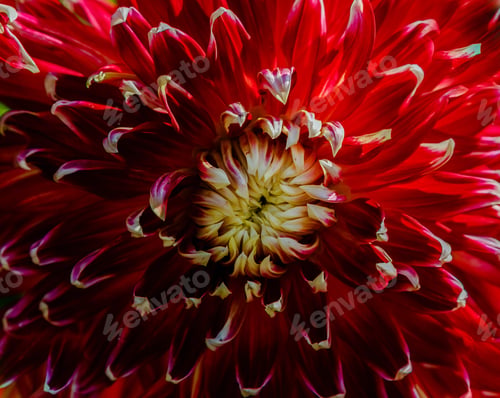 Preview: Beautiful Dahlias In The Autumn Garden. Flowers Dahlias In The Park Or Garden In Autumn.