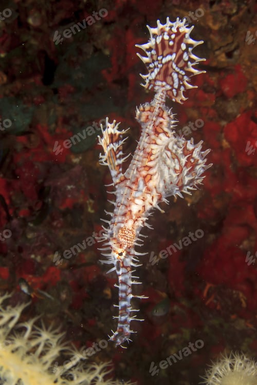 Preview: Ornate Ghost Pipefish