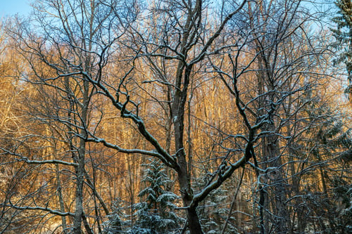 Preview: Sun Rising In Heavy Snow Covered Forest. First Rays Of Light Shining On Frost Iced Tree Branches