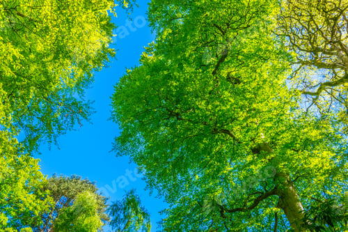 Preview: Trees In A Forest Inside Of The Powerscourt Estate, Ireland