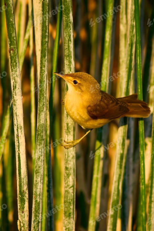 Preview: Cute Bird. Green Nature Background.